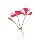 Método Guiza, tratamientos degustación. Cristina Torrecilla Centro de Estética en Huesca