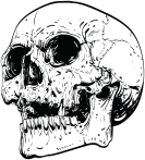 skull skull